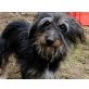 Bonnie, Yorkshire Terrier Mischling - Hündin