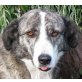 Bonnie, griechischer Schäferhund-Mischling - Hündin