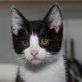 Bonnie, schwarz/weiße - Katze