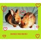 Bonnie und Bruno, Satinzwergkaninchen - weiblich