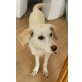 BonnieClyde, Retriever-Mix Welpen - Rüde