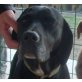 Bonny 2, Labrador - Hündin