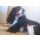 Bonny, Cavalier King Charles Spaniel - Hündin