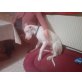 Bonny, Deutsche Dogge Welpen - Hündin