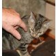 Bonny, Hauskatze - Kater