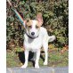 Bonny, Jack Russel - Mischling - Hündin