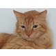 Bonny, Langhhaarflauschi sucht Kuschelpartner - Kater