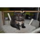 Bonny, Maine Coon - Katze