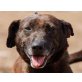 Bonny, Mischling - Hündin