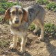 Bonny, Mix - Hündin