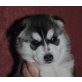 Bonny, Siberian Husky Welpen - Hündin