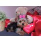 Bonny, Yorkshire Terrier - Hündin
