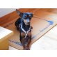 Bonny, Zwergpinscher - Hündin
