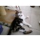 Bonny und Clayde - Katze