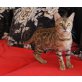 Bono, Bengalkatze - Kater