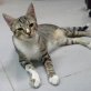 Bono, Europäische Kurzhaarkatze - Kater