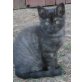 Bonsay, Maine Coon/Ragdoll/EKH - Kater