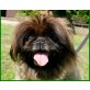 Bontio, Pekinese - Rüde