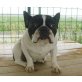Bony, Frazösische Bulldogge - Hündin