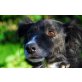 Bonzo, Border Collie Mix - Rüde