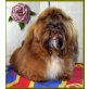 Boo Boo Checher, Shih Tzu Welpen - Rüde