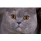 Boogie, Britisch Kurzhaarkatze - Katze