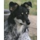 Boogie 'Ike', Collie oder Australin Shepherd-Mischling - Rüde
