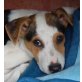 Boogie, Pinscher - Jack Russell Mix - Rüde