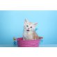 Boomer A Star Coon, Maine Coon - Kater