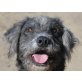 Boomer, Bobtail - Rüde