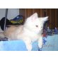 Boomer, Maine Coon - Kater