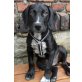 Boomer, Mischling Welpen - Rüde