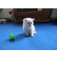 Boomer, Ragdoll - Kater
