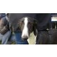 Boomer,toller Galgo, Galgo Español - Rüde
