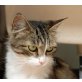 Bootsy, Waldatzen-Mix - Katze
