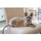 Borat, Devon Rex - Kater