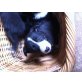 Borda collie und Apenzeller Welpen - Rüde