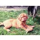 Bordeauxdogge - Hündin