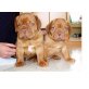 Bordeauxdogge - Hündin