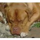 Bordeauxdogge - Rüde