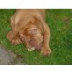 Bordeauxdogge Welpen - Hündin