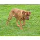 Bordeauxdogge Welpen - Hündin