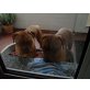 Bordeauxdogge Welpen - Hündin