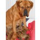 Bordeauxdogge Welpen - Hündin
