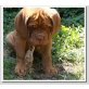 Bordeauxdogge Welpen - Rüde
