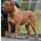 Bordeauxdogge Welpen - Rüde