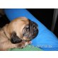 Bordeauxdogge Welpen - Rüde