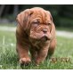 Bordeauxdogge Welpen - Rüde