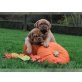 Bordeauxdoggen aus dem Hause..............., Bordeauxdogge - Hündin