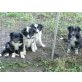 Border Collie / Altdeutscher Hütehund - Rüde